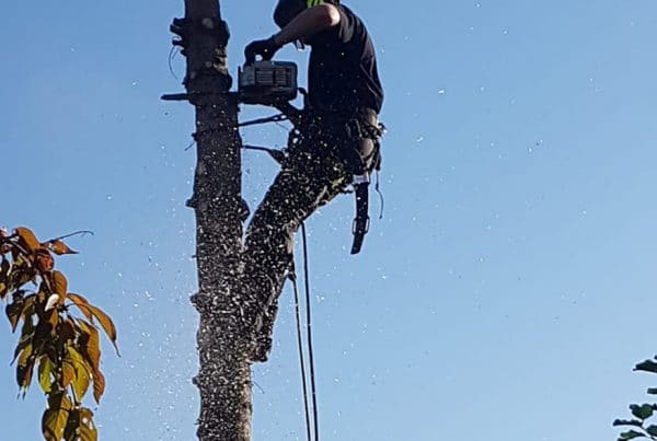 Boomverzorging Achterhoek