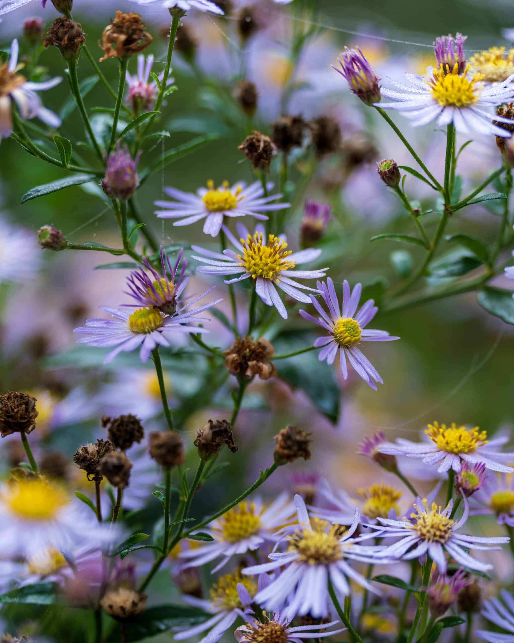 Najaars bloeiende planten: gebruik deze herfstbloeiers voor je tuin