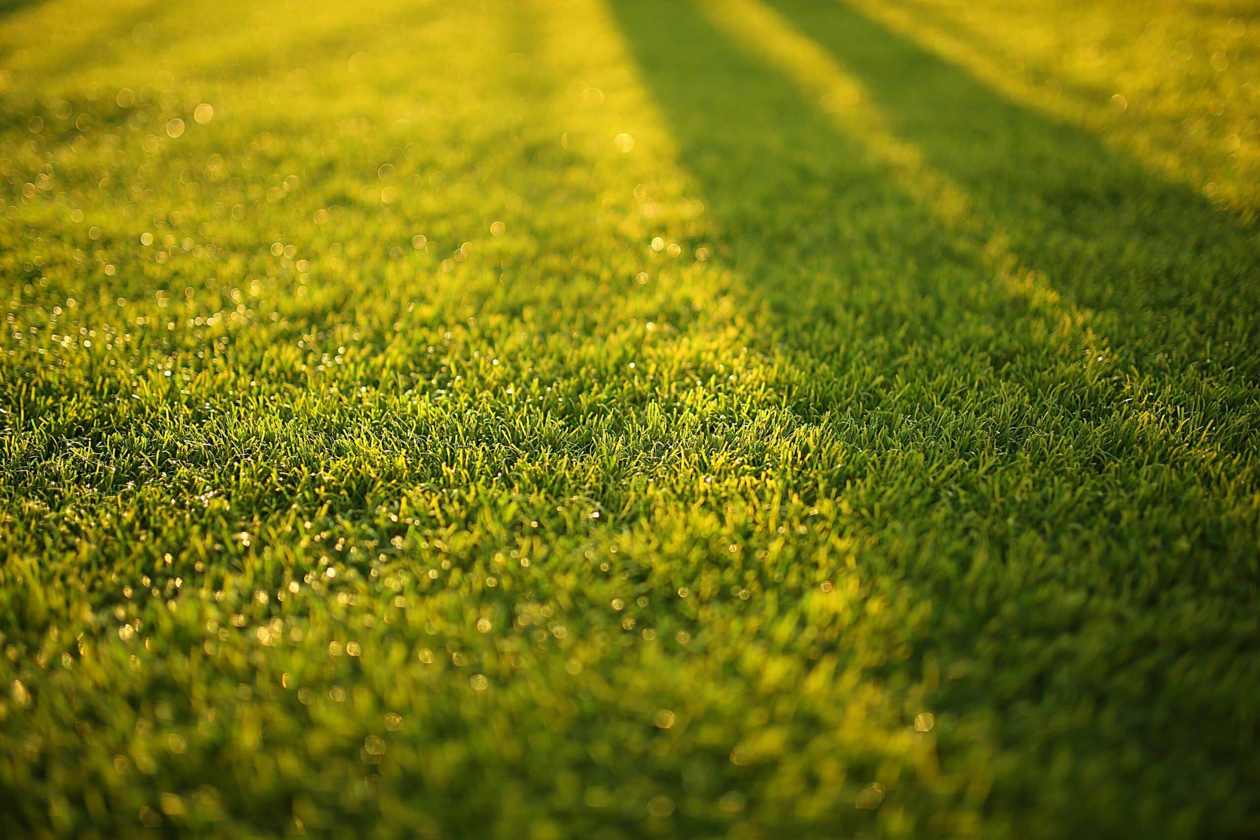 Nieuwe graszoden verzorgen: onderhoud van uw aangelegde gazon