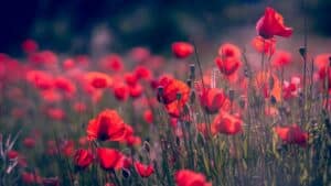 Wat zijn mooie herfstbloemen?
