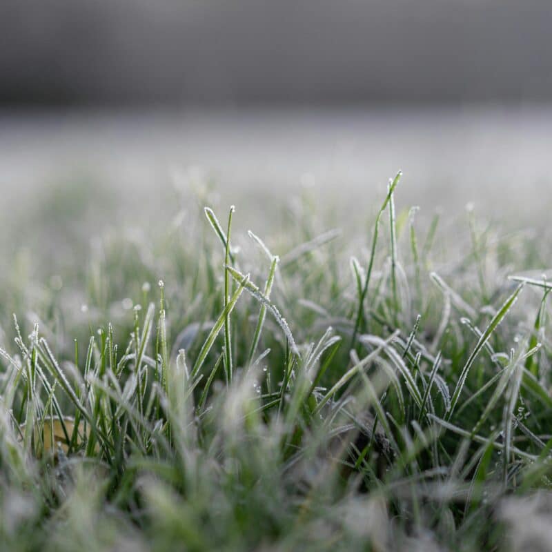 Uw gazon winterklaar maken: tips voor een sterk gazon in de winter