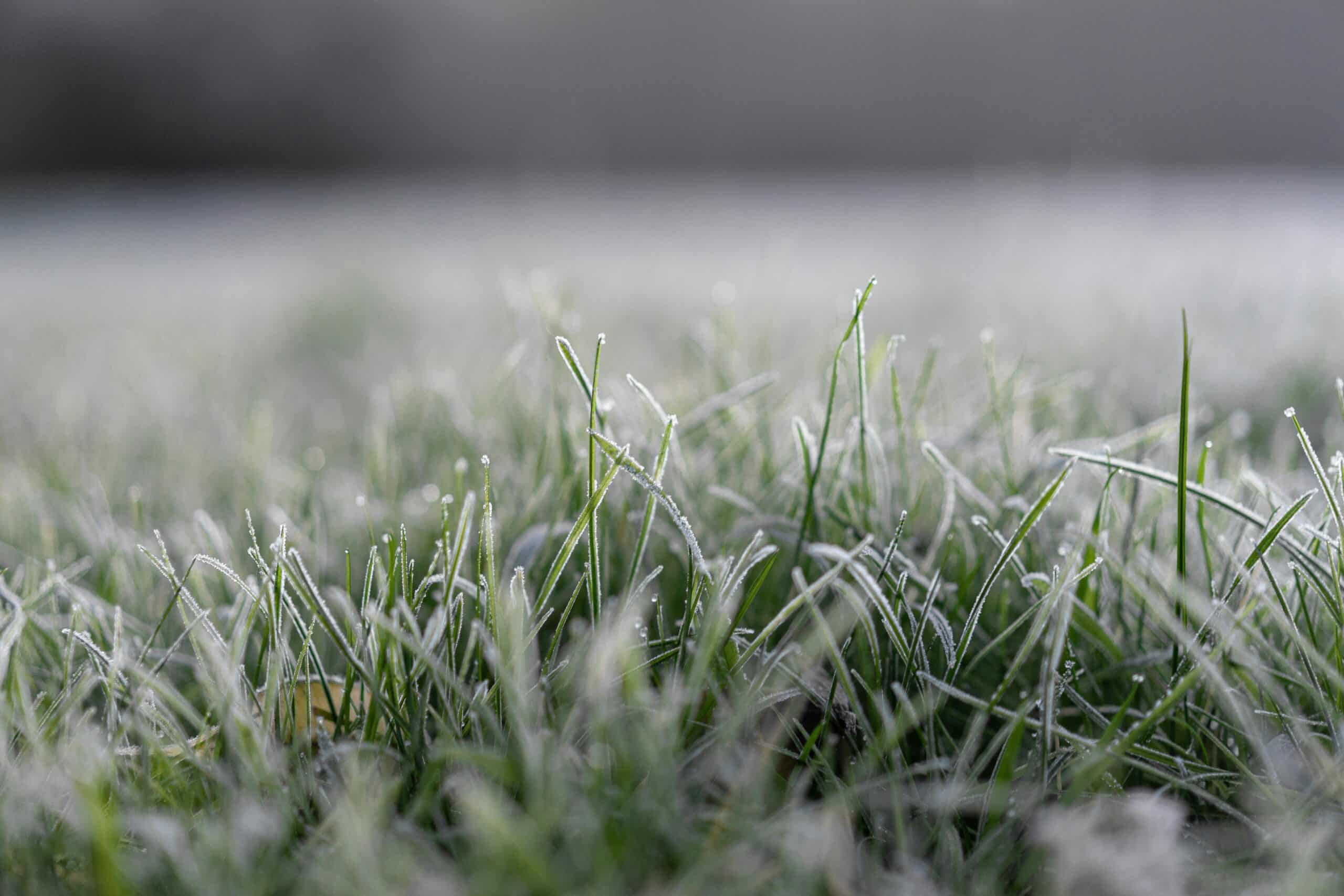Uw gazon winterklaar maken: tips voor een sterk gazon in de winter