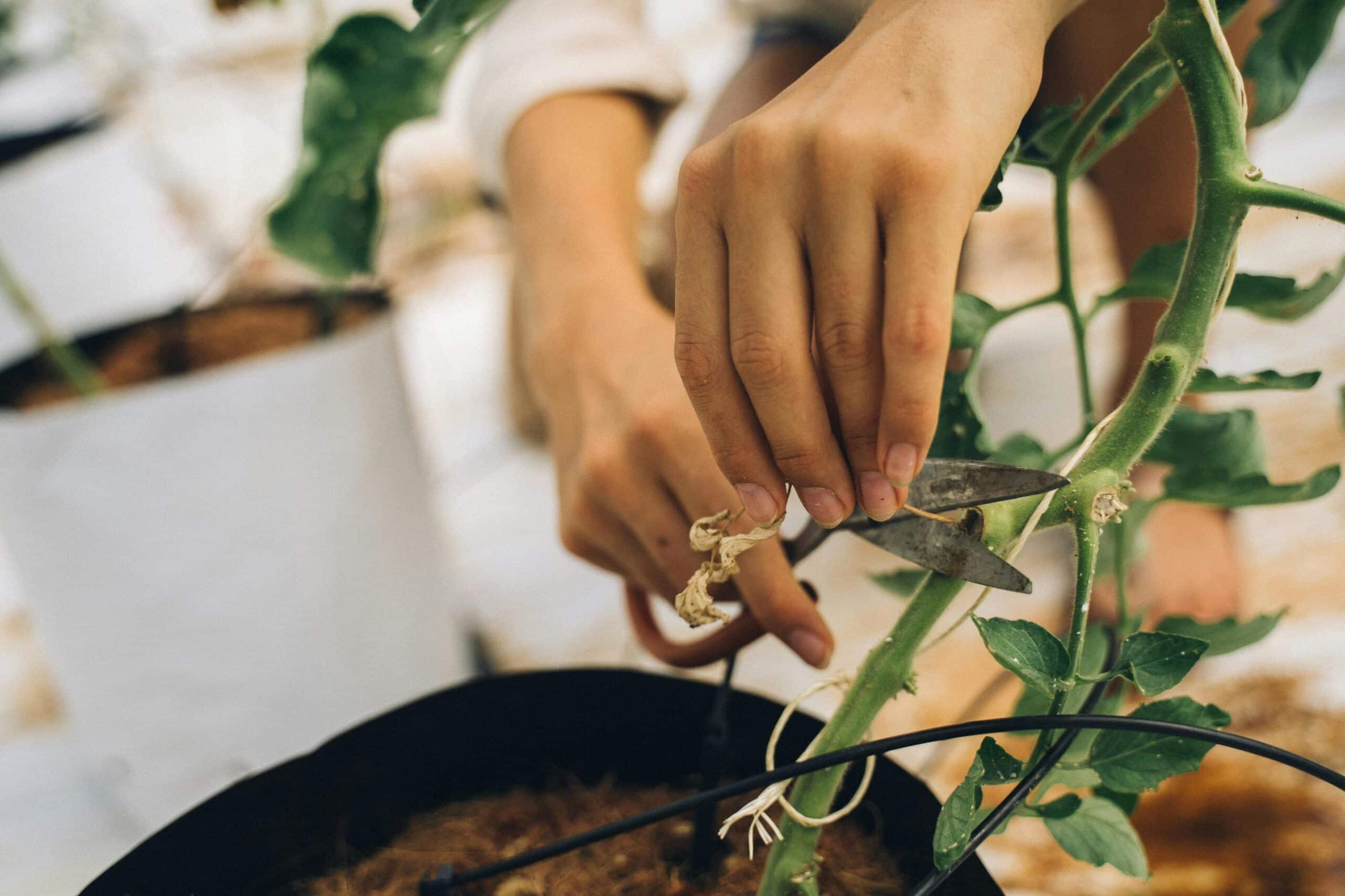 Vaste planten snoeien in de winter: wat, wanneer en hoe?