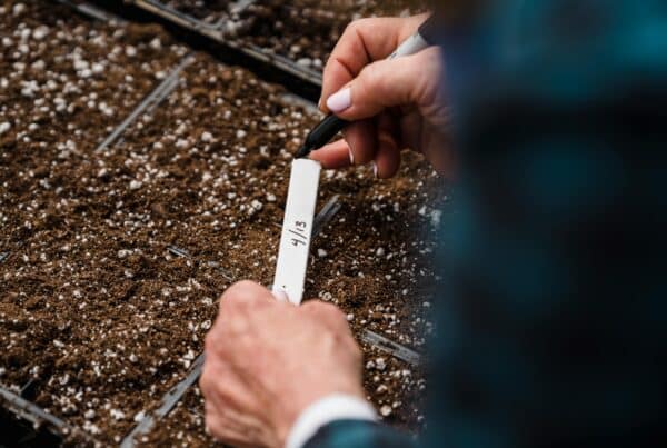 Wanneer bloemen zaaien? Tips om zaden te zaaien