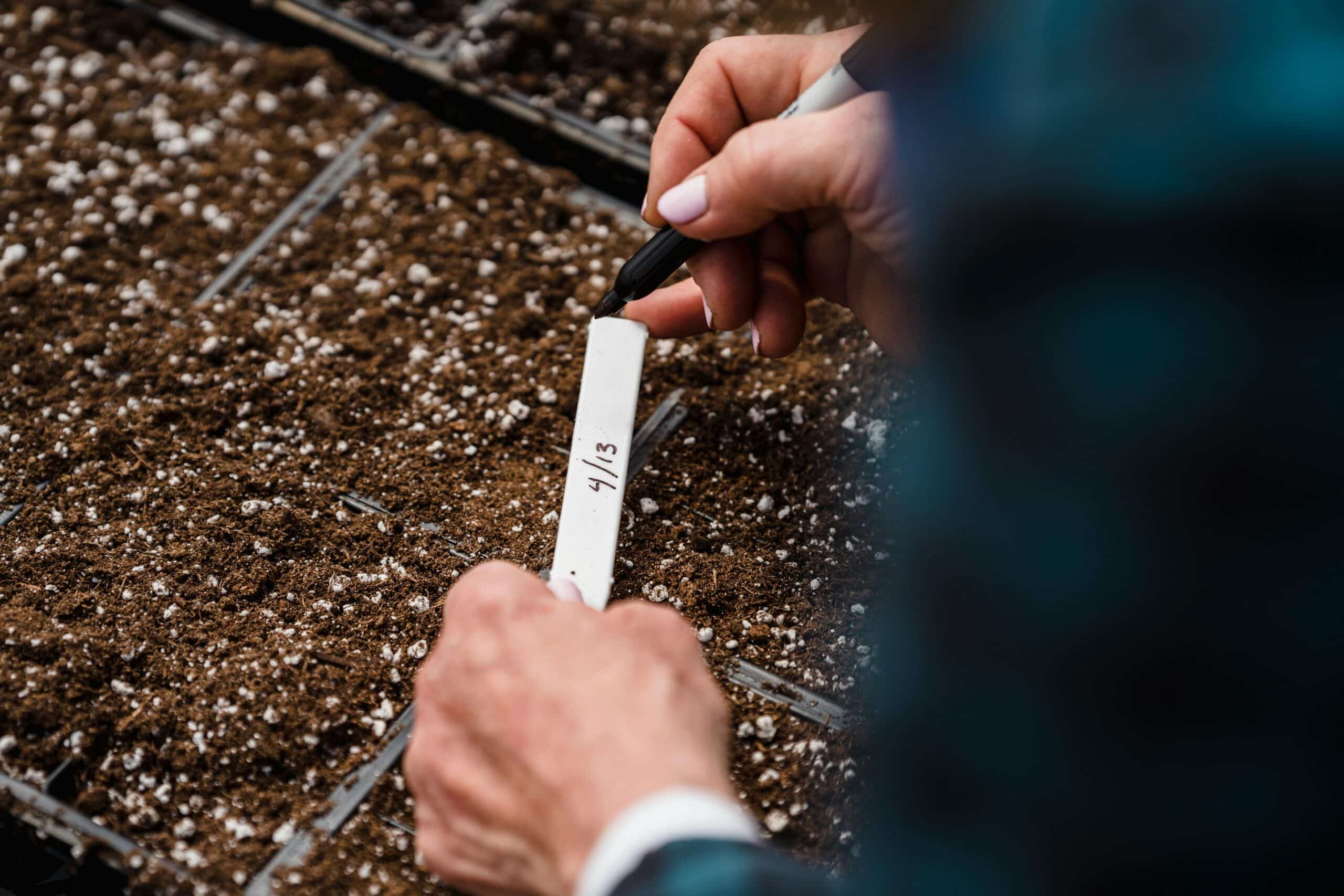 Wanneer bloemen zaaien? Tips om zaden te zaaien