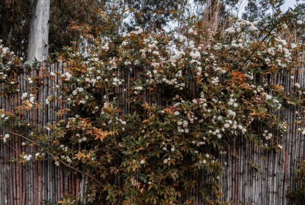 Klimplanten op schutting: welke planten tegen schutting?