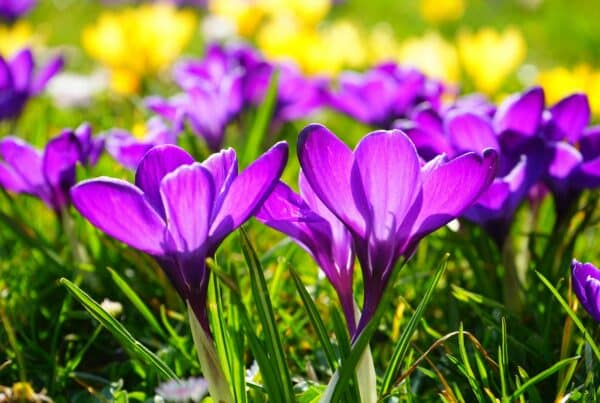 Wanneer maakt u uw tuin voorjaarsklaar? Zo zit u goed voor het nieuwe tuinjaar