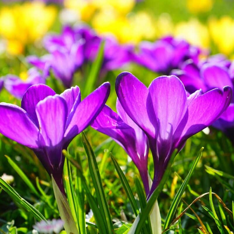 Wanneer maakt u uw tuin voorjaarsklaar? Zo zit u goed voor het nieuwe tuinjaar