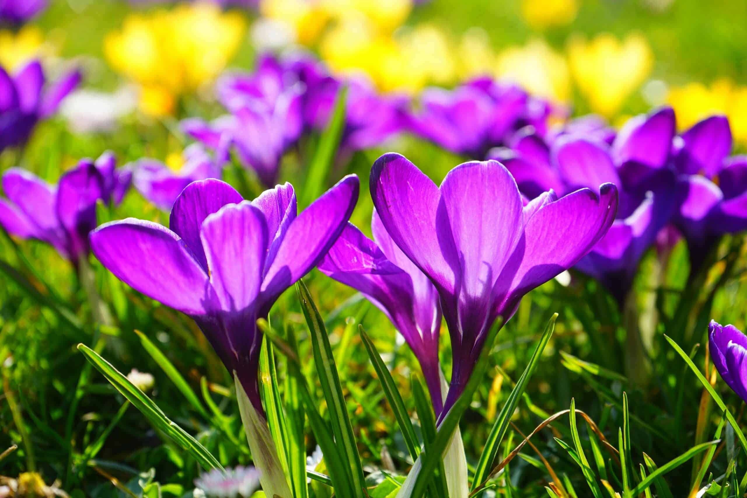 Wanneer maakt u uw tuin voorjaarsklaar? Zo zit u goed voor het nieuwe tuinjaar